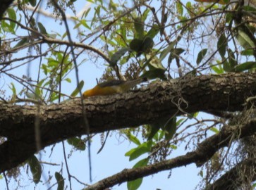 Prothonotary Warbler - ML632549284