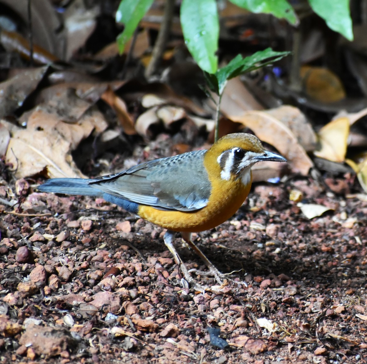 Orange-headed Thrush - ML632549351