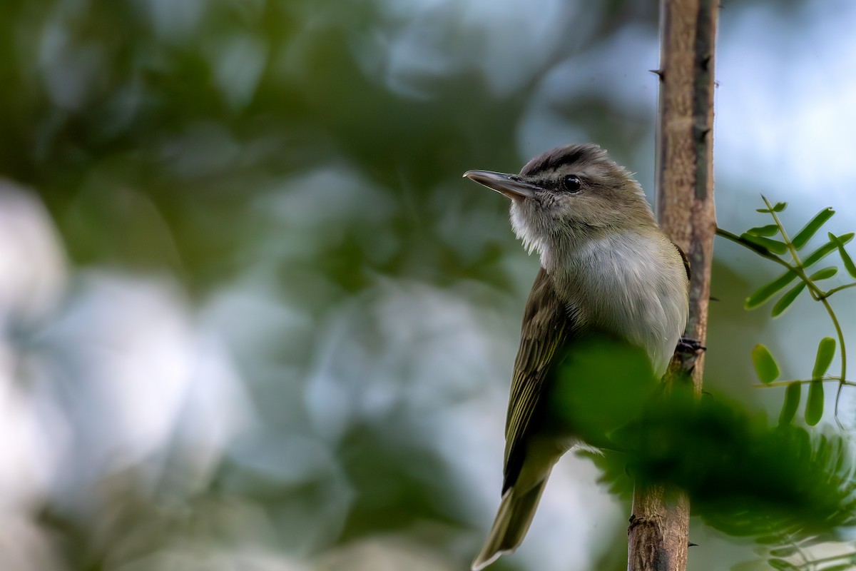 Black-whiskered Vireo - ML632549377