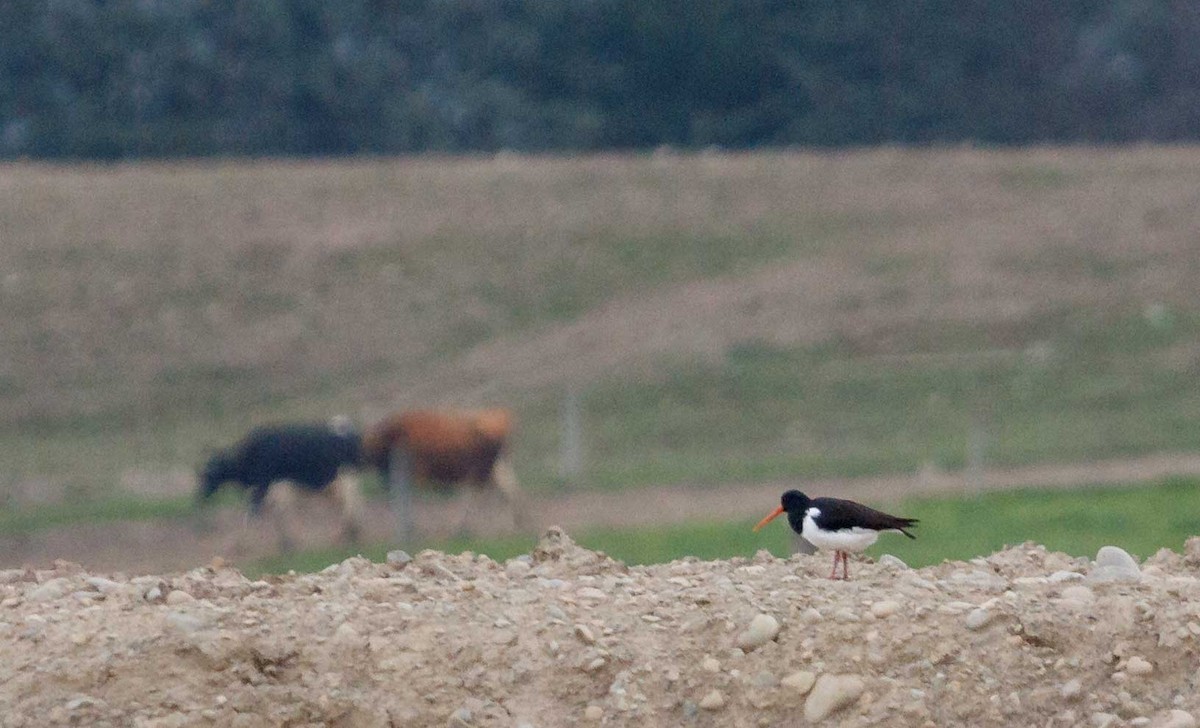 South Island Oystercatcher - ML632549465