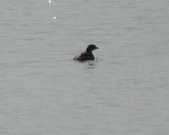 Pied-billed Grebe - ML632549489