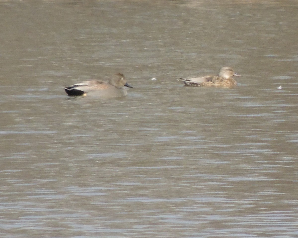 Бор нугас - ML632549582