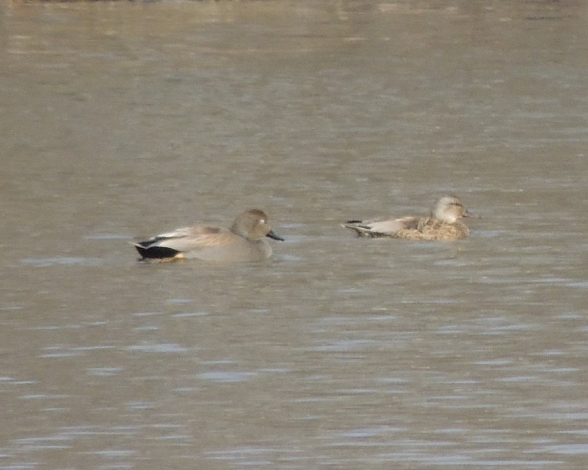 Бор нугас - ML632549583