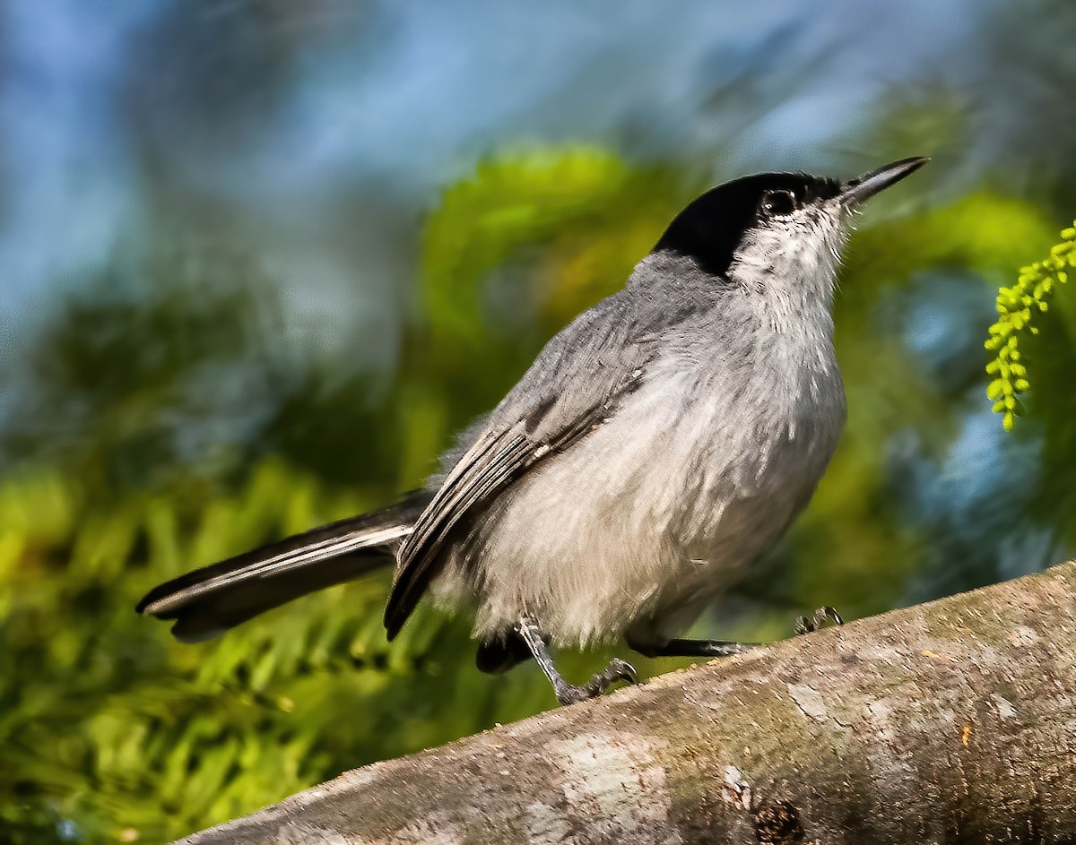 Tropical Gnatcatcher (plumbiceps/anteocularis) - ML632549587