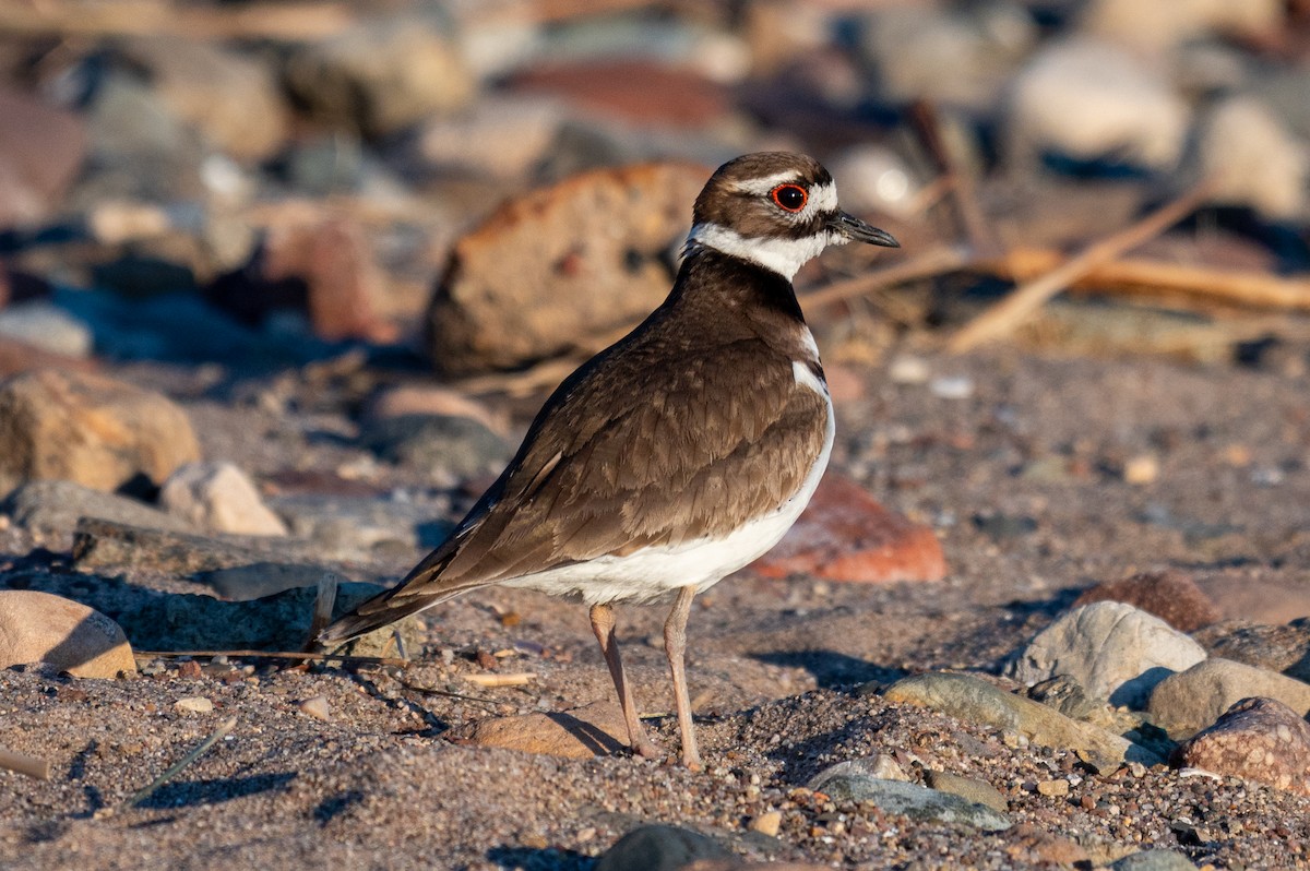 Killdeer - ML632549717