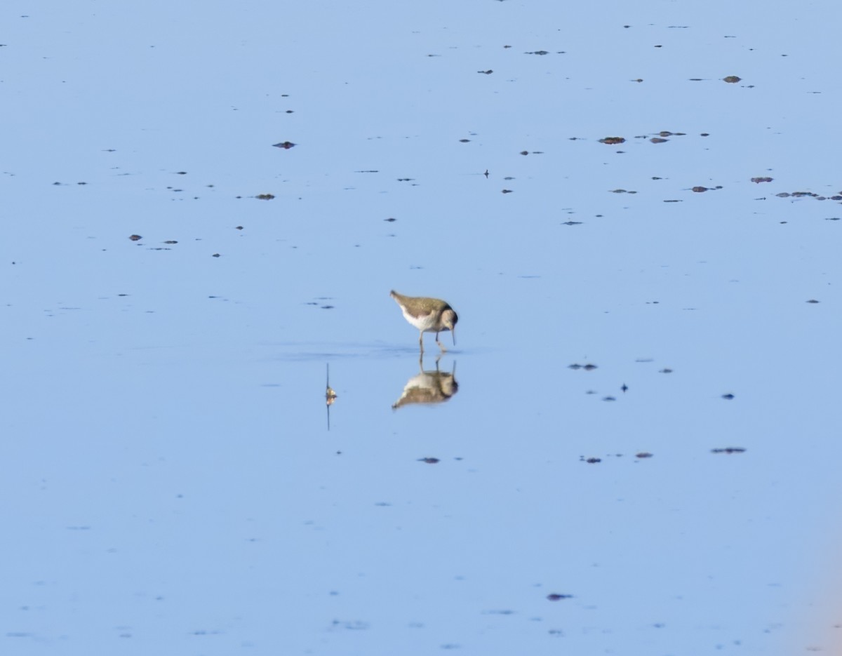 Solitary Sandpiper - ML632549733