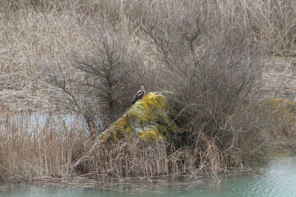 Western Marsh Harrier - ML632549755