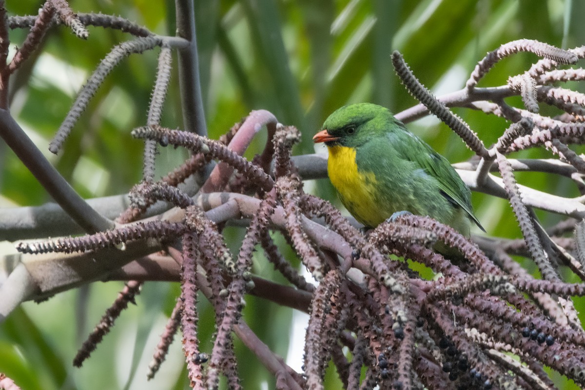 Goldbrustkotinga - ML632549808