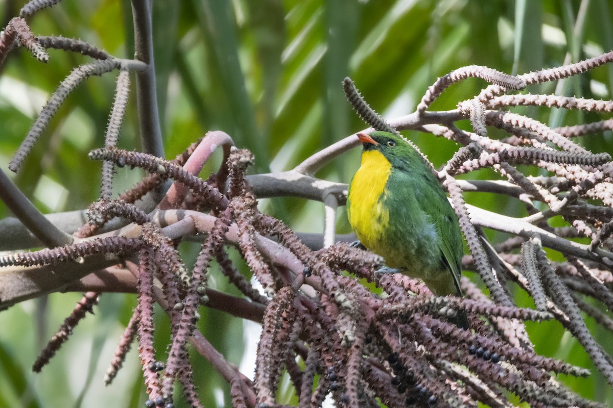 Goldbrustkotinga - ML632549809