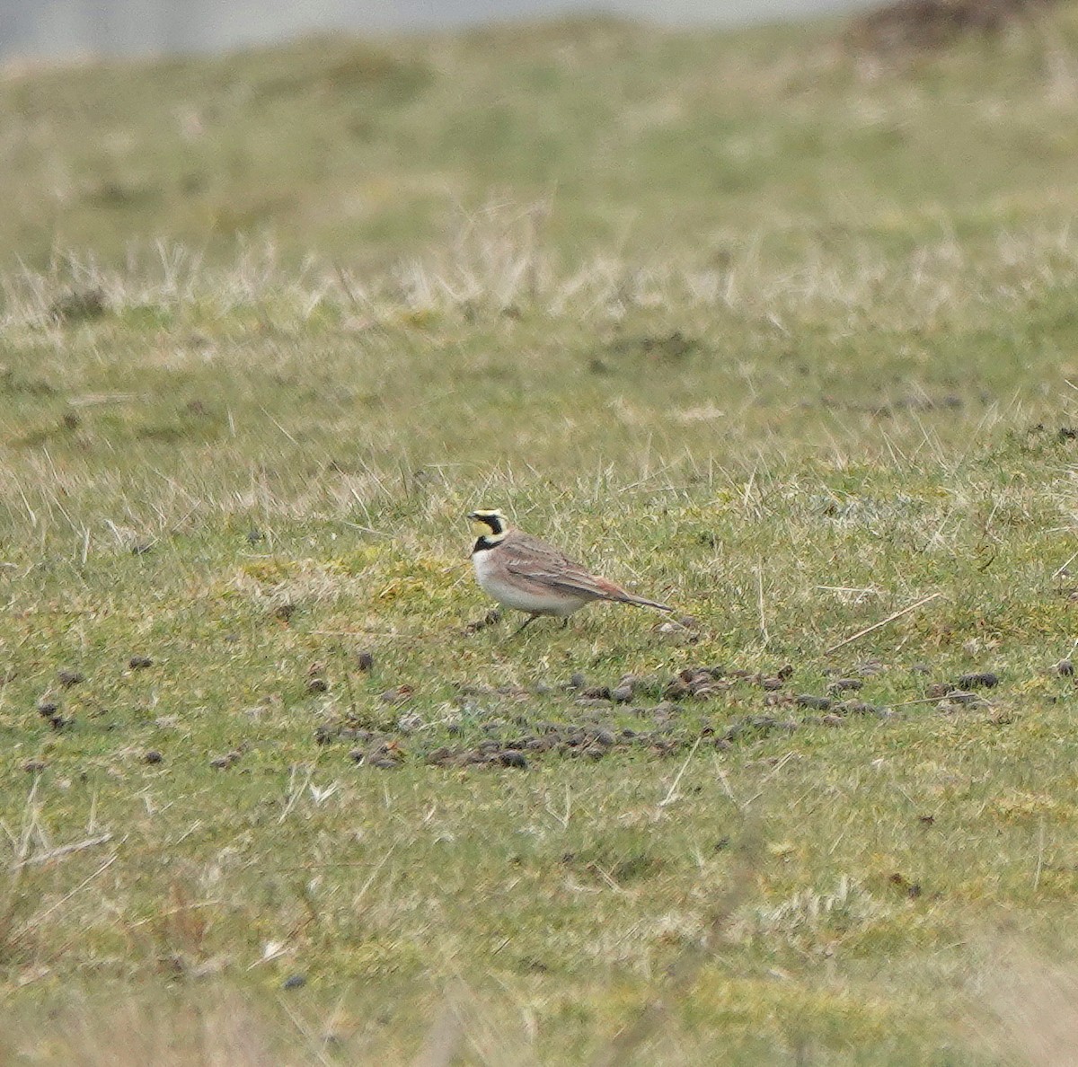 Horned Lark - ML632549959