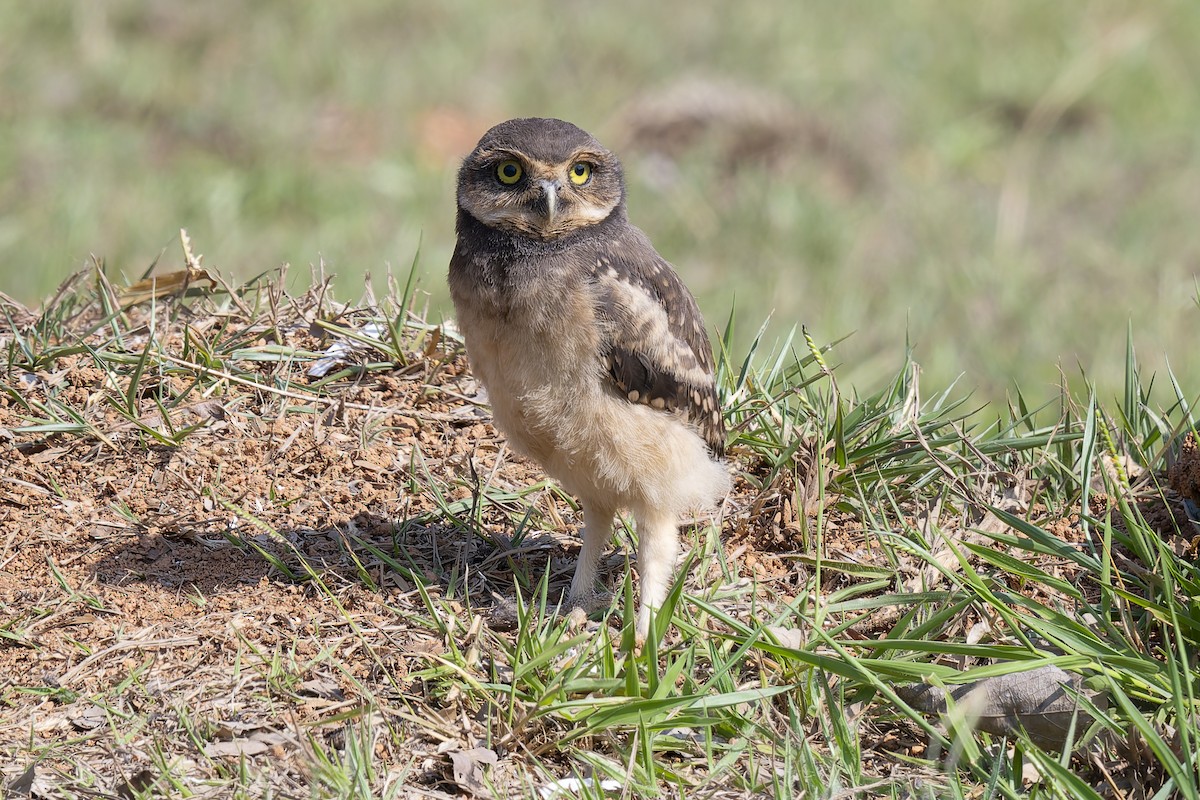 Burrowing Owl (grallaria) - ML632550239