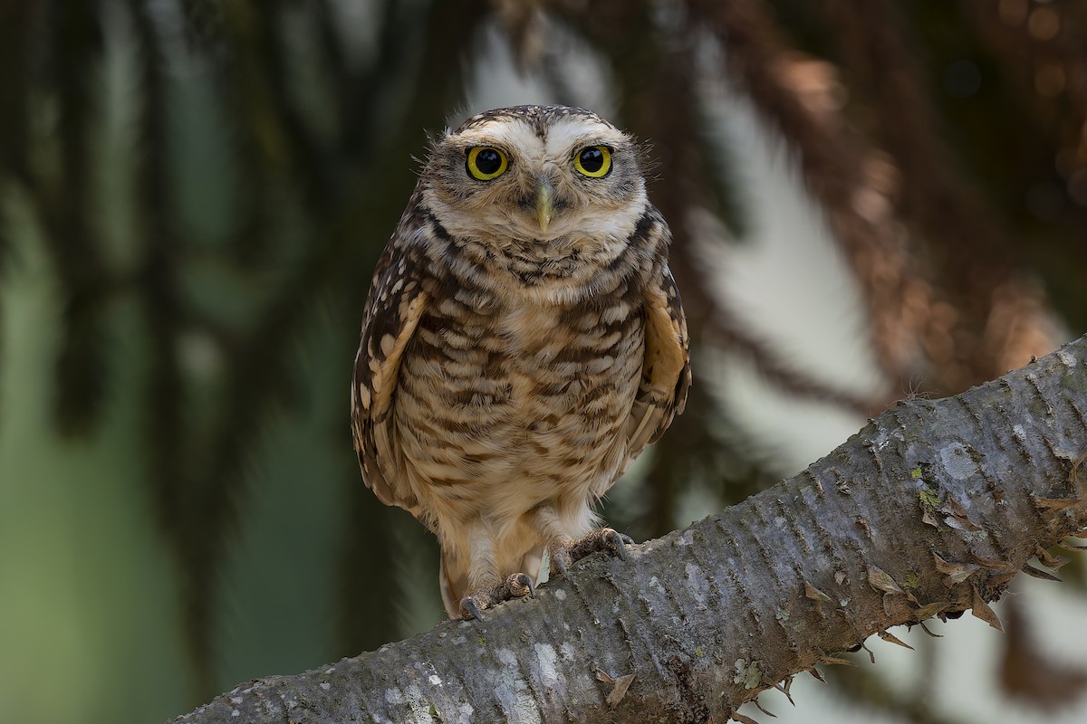 Burrowing Owl (grallaria) - ML632550240