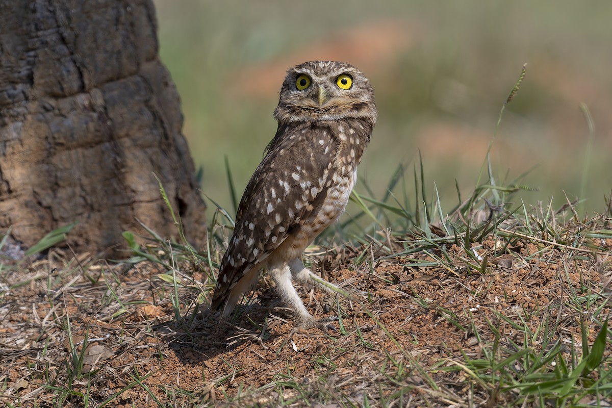 Burrowing Owl (grallaria) - ML632550242