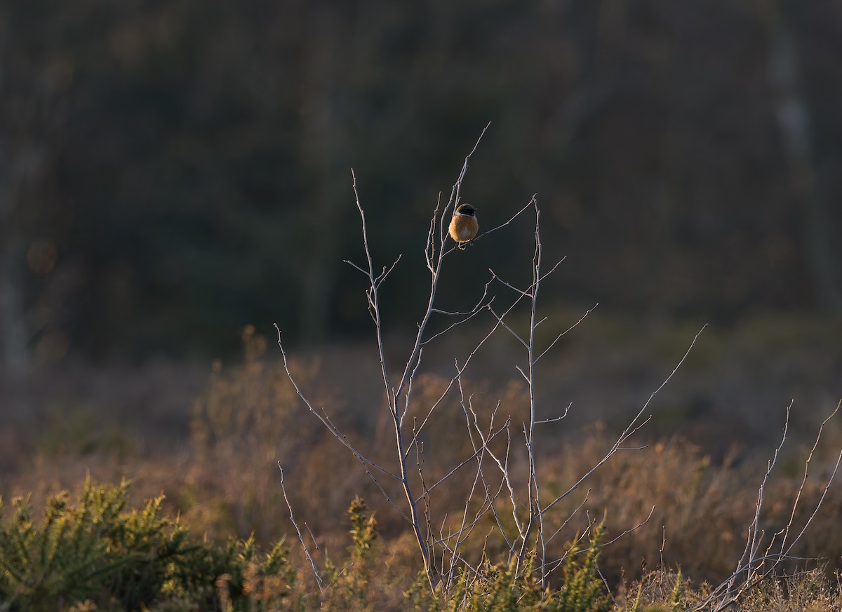European Stonechat - ML632550344