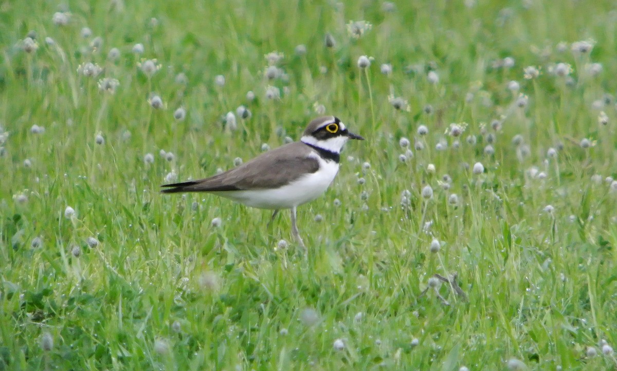 Нарийн хиазат - ML632550372