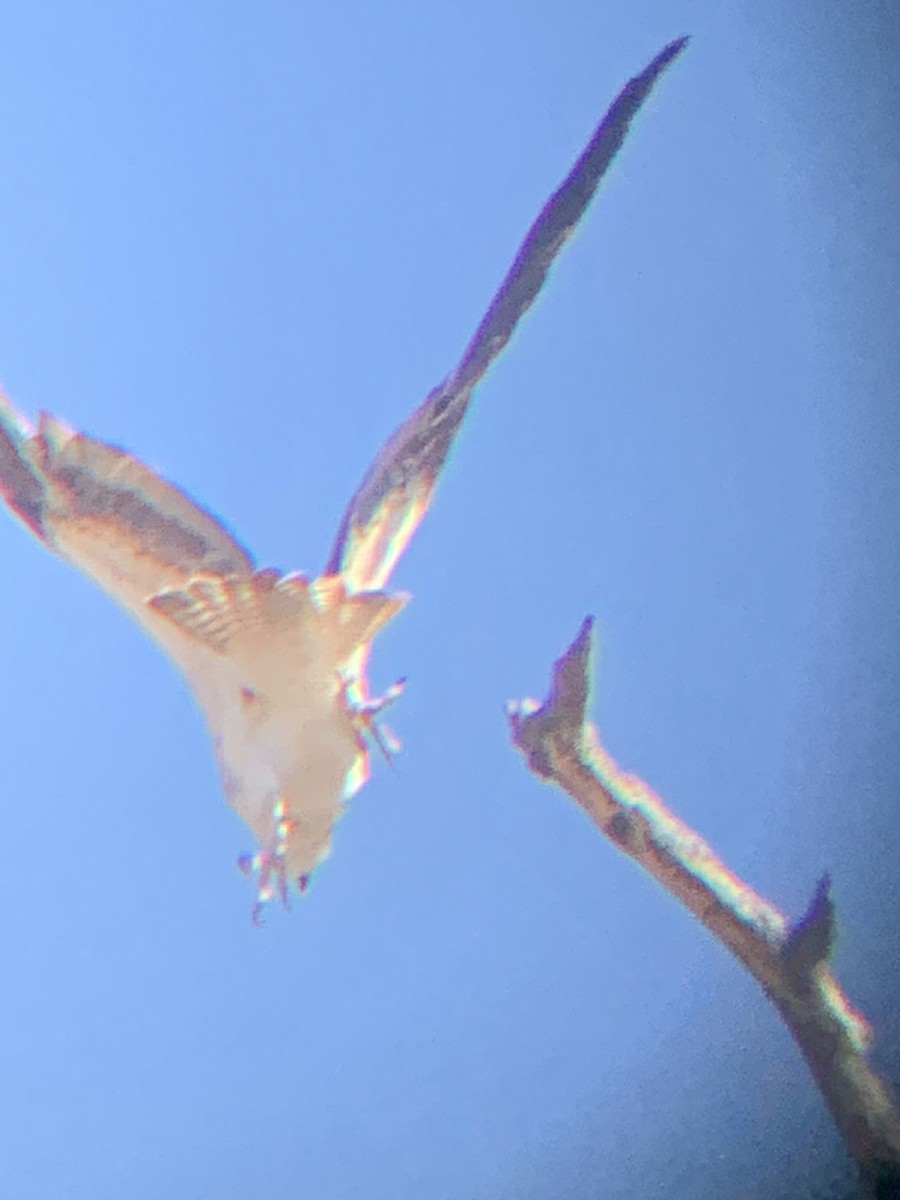 orlovec říční - ML632550510