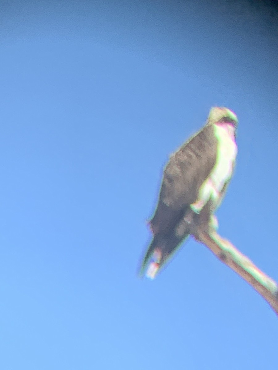 orlovec říční - ML632550511