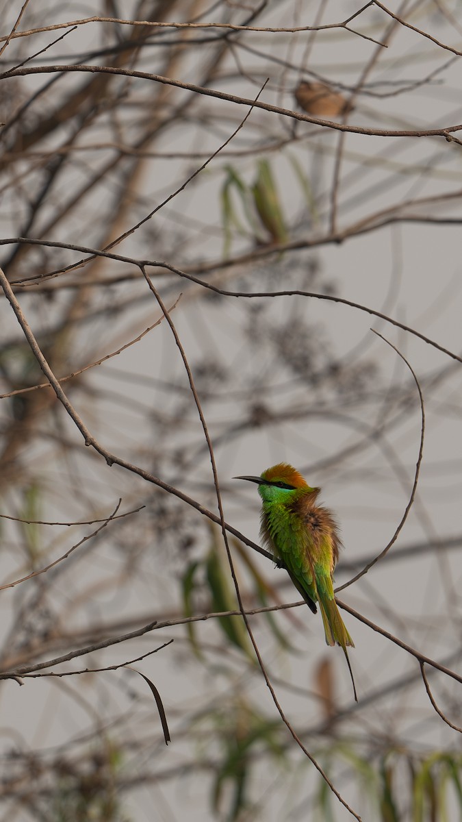 Asian Green Bee-eater - ML632550530