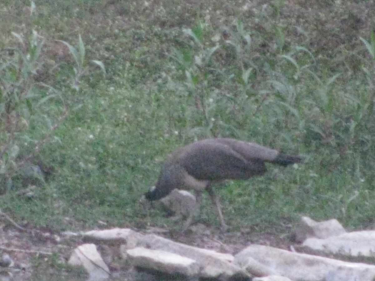 Tavuskuşu - ML632550594