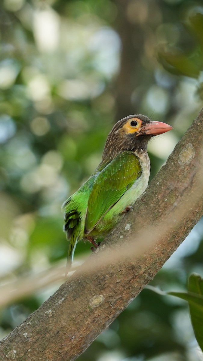Brown-headed Barbet - ML632550598