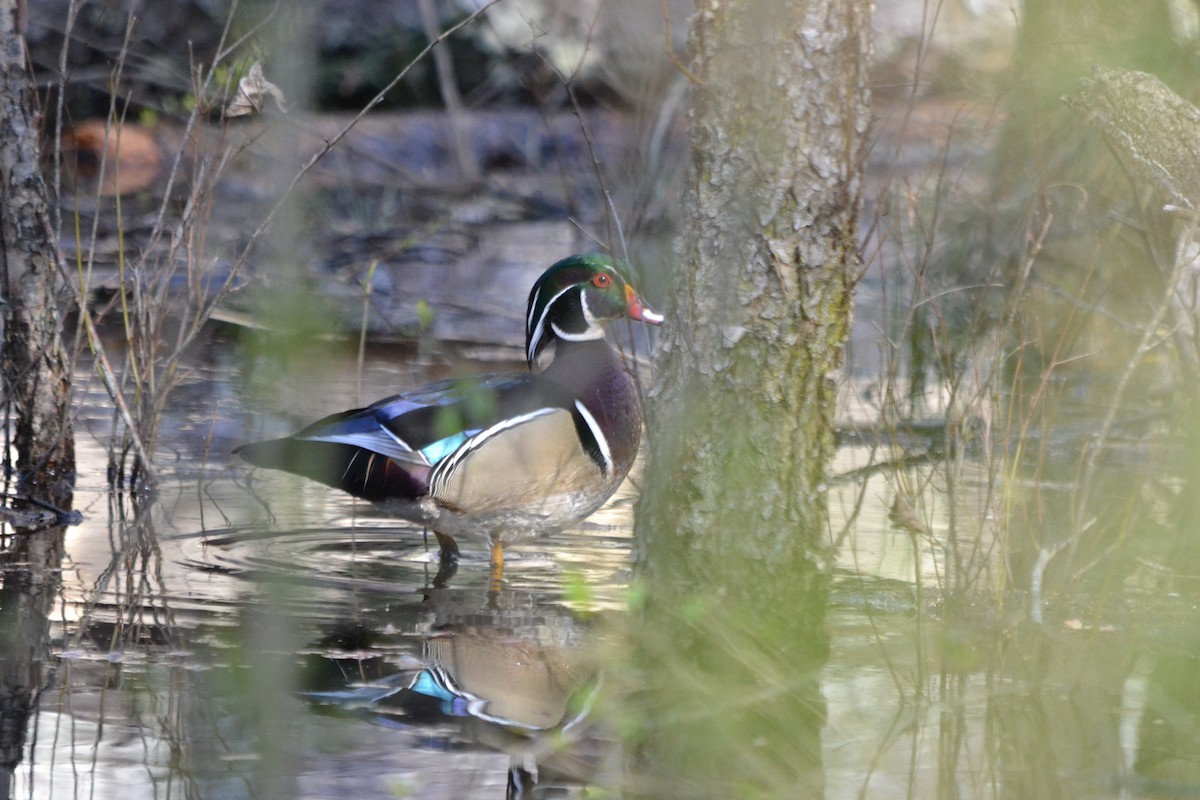 Wood Duck - ML632550613