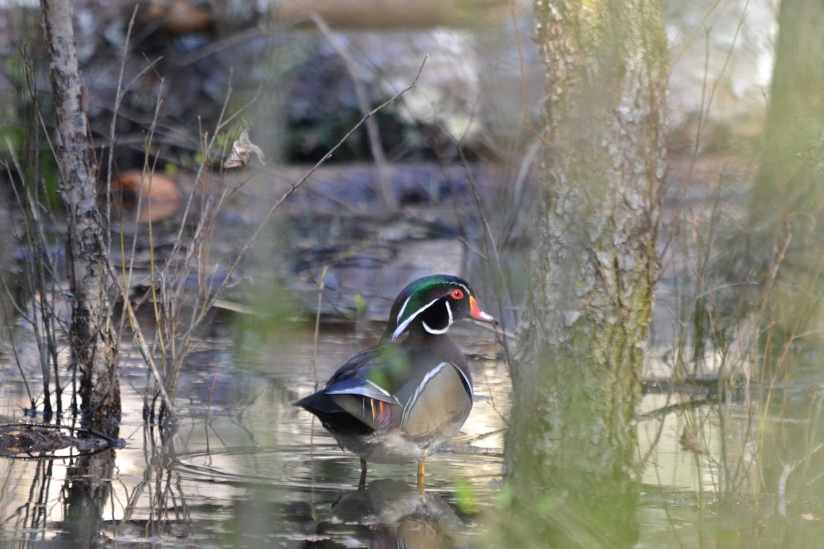 Wood Duck - ML632550614