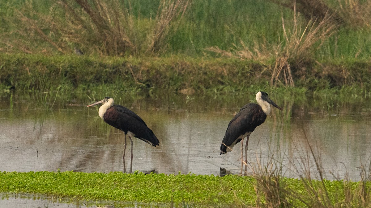 Asian Woolly-necked Stork - ML632550618