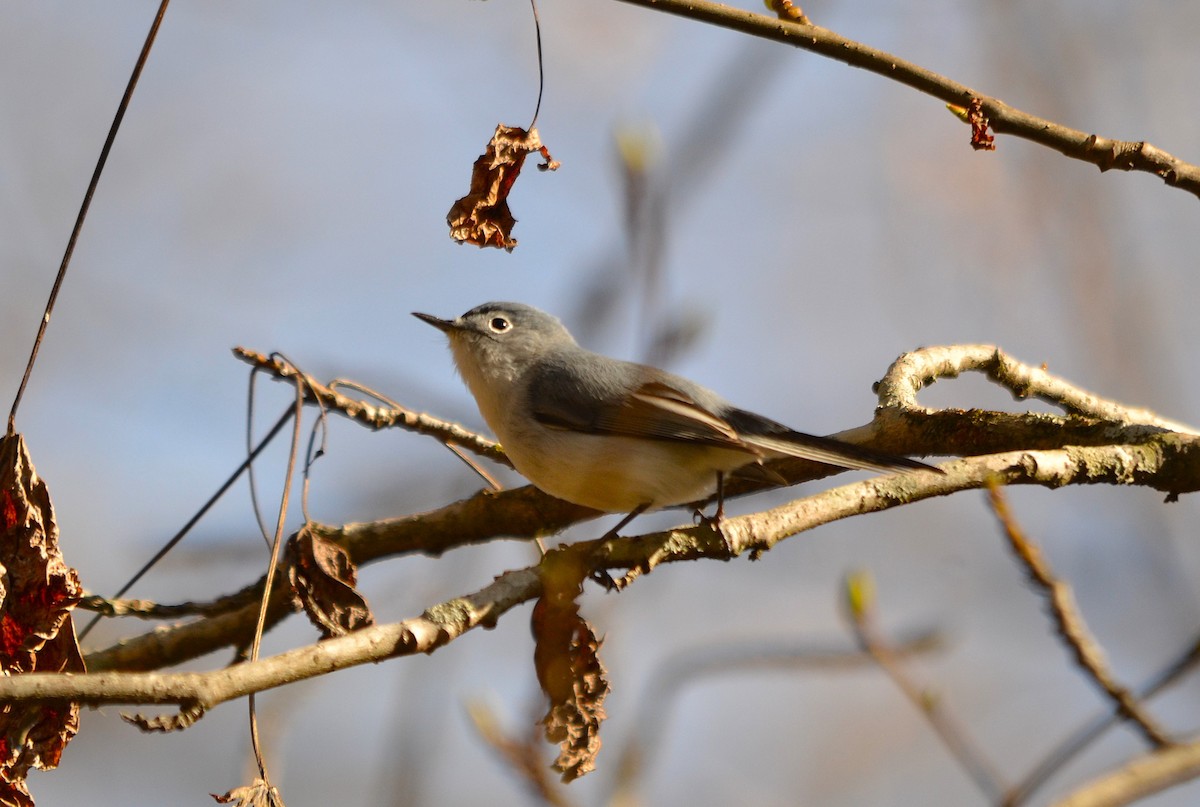Blue-gray Gnatcatcher - ML632550638