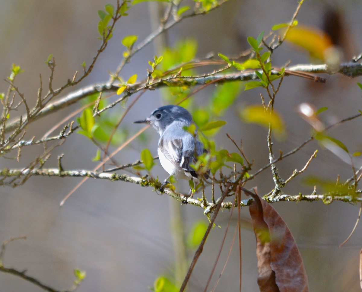Blue-gray Gnatcatcher - ML632550640