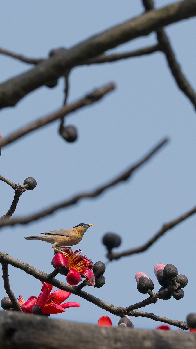 Brahminy Starling - ML632550649