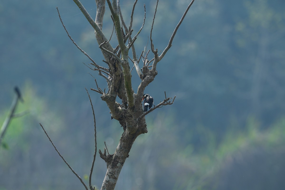 Indian Pied Starling - ML632550661
