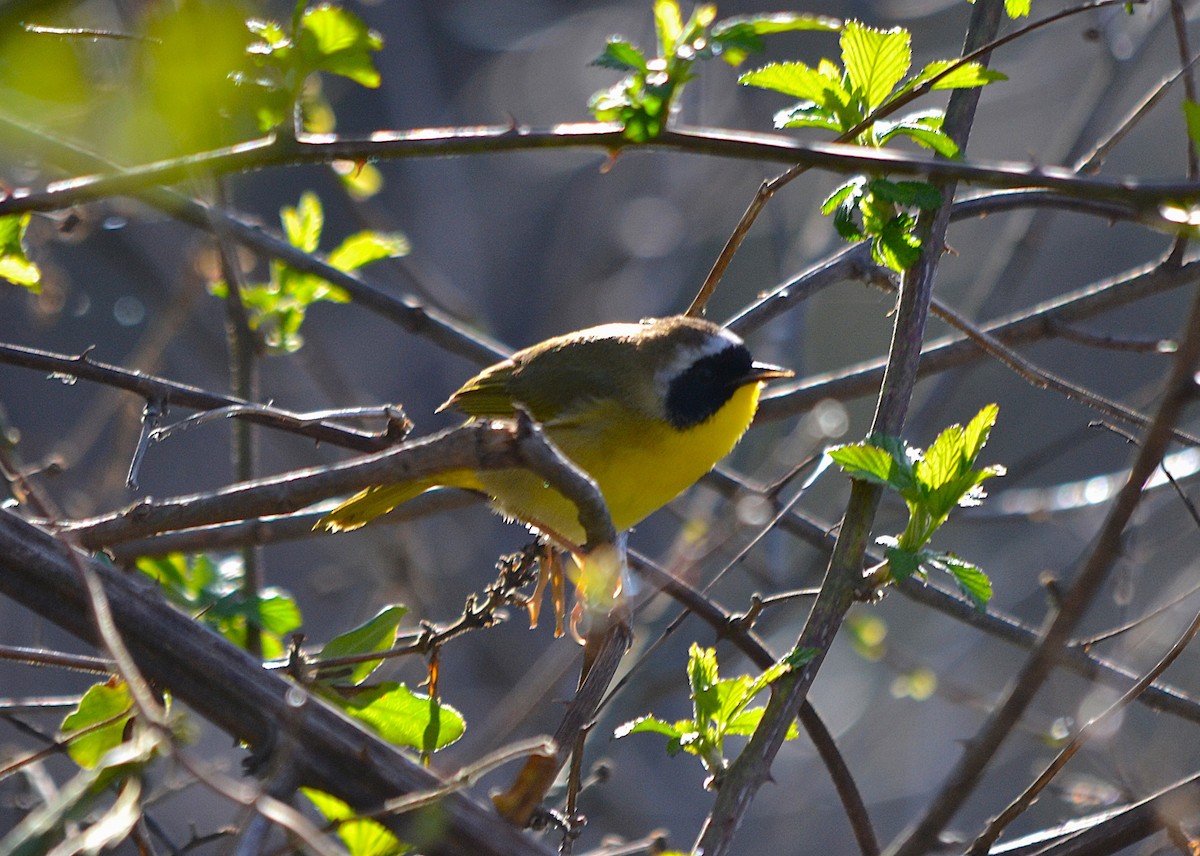 Common Yellowthroat - ML632550694
