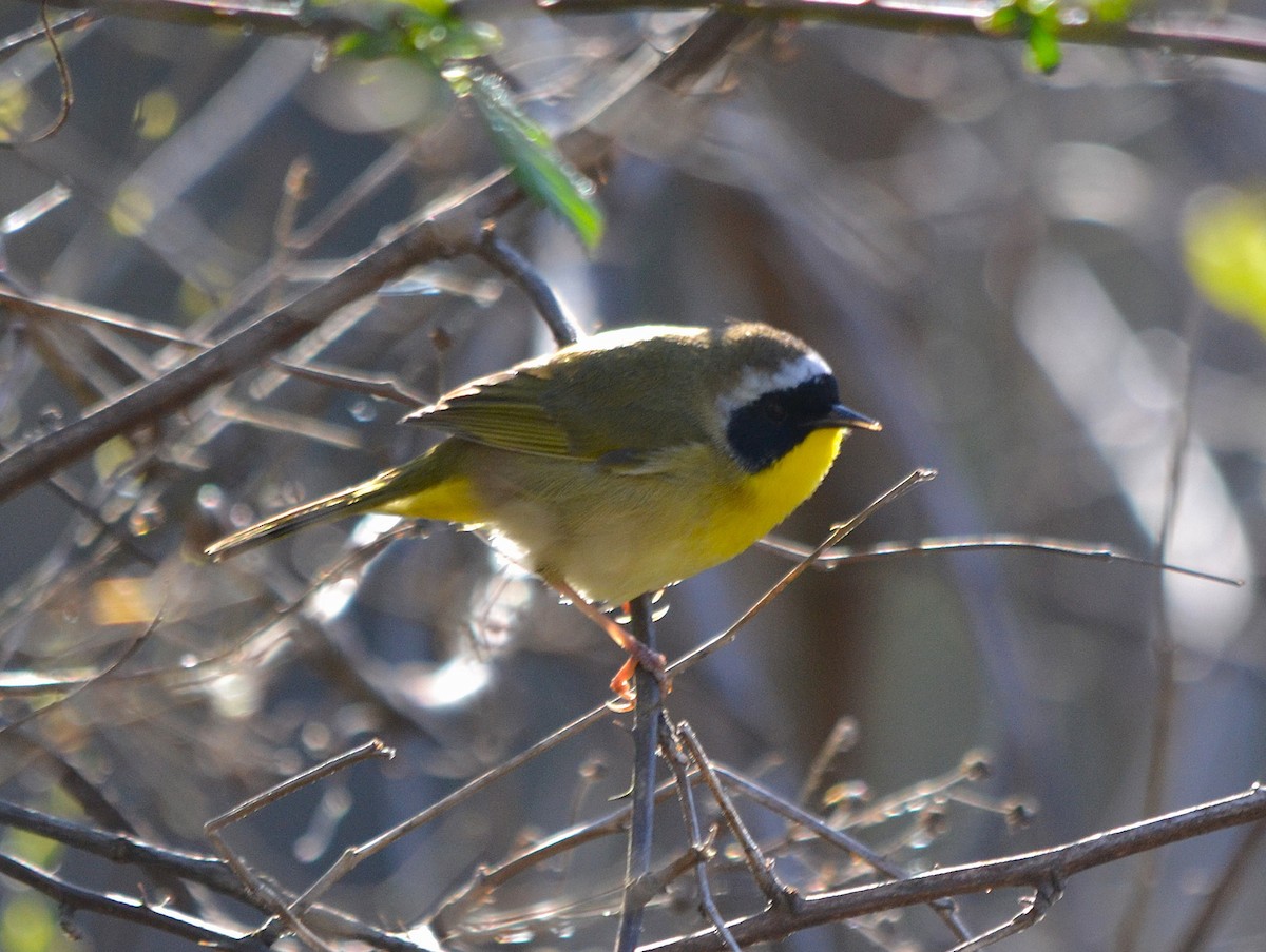 Common Yellowthroat - ML632550695