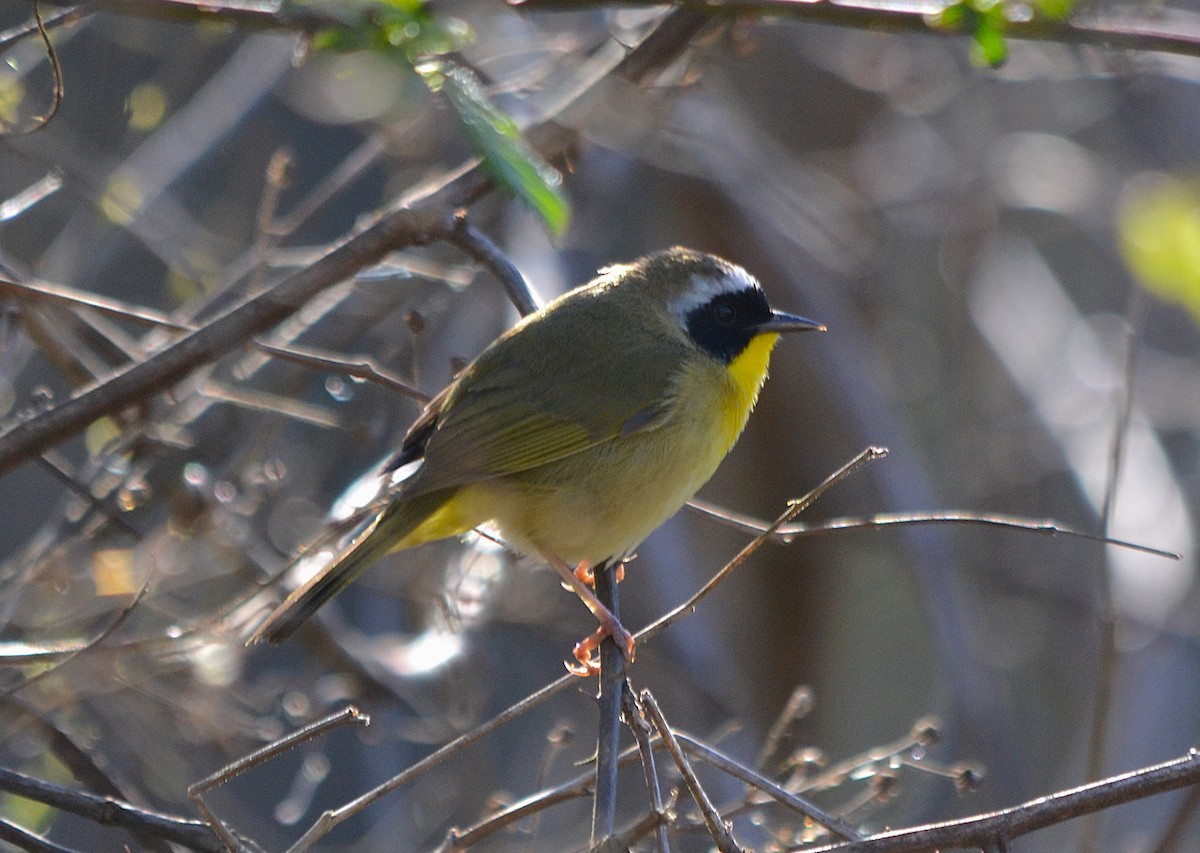 Common Yellowthroat - ML632550696