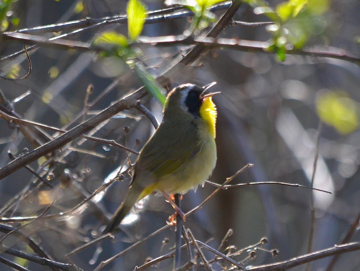 Common Yellowthroat - ML632550697
