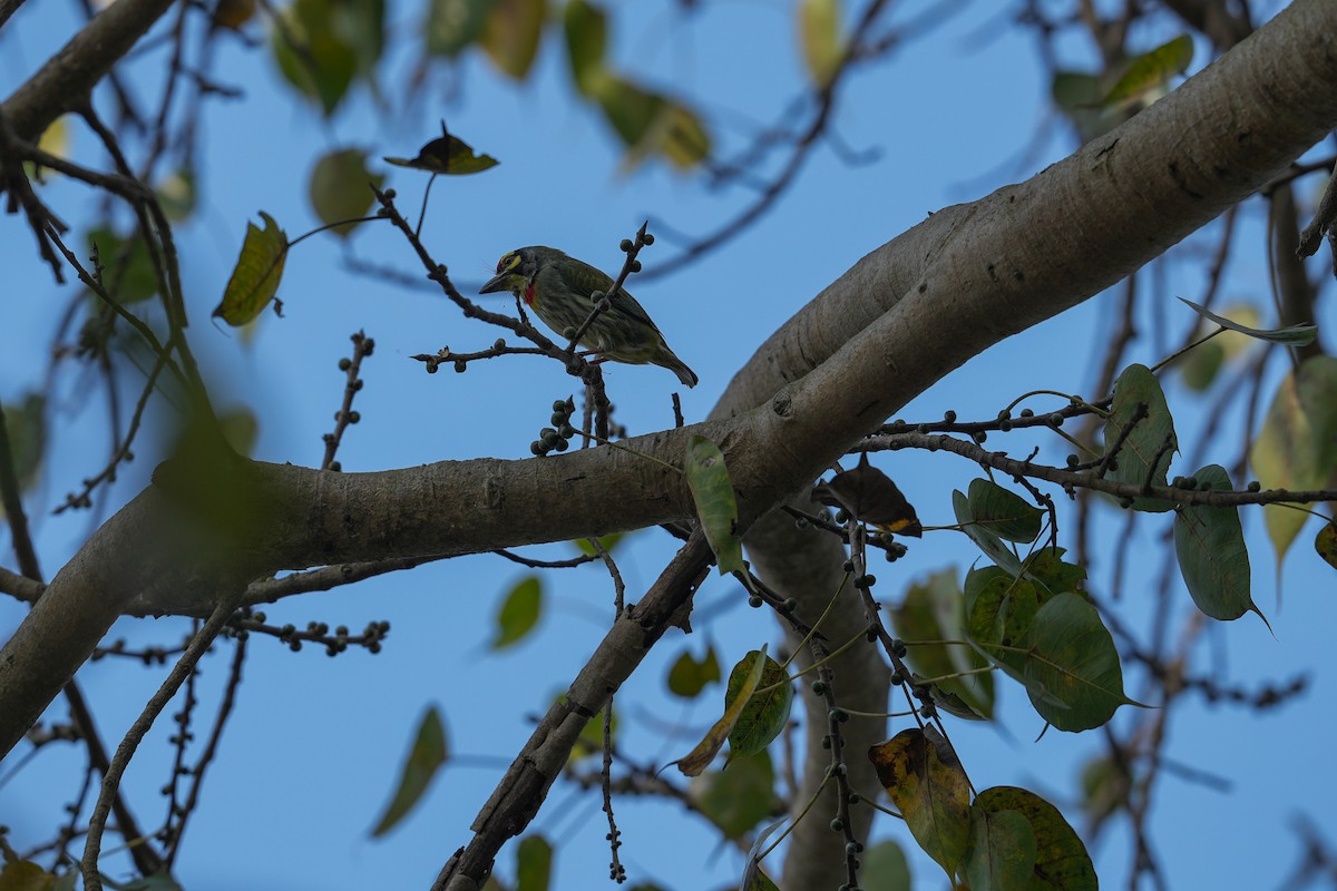 Coppersmith Barbet - ML632550710