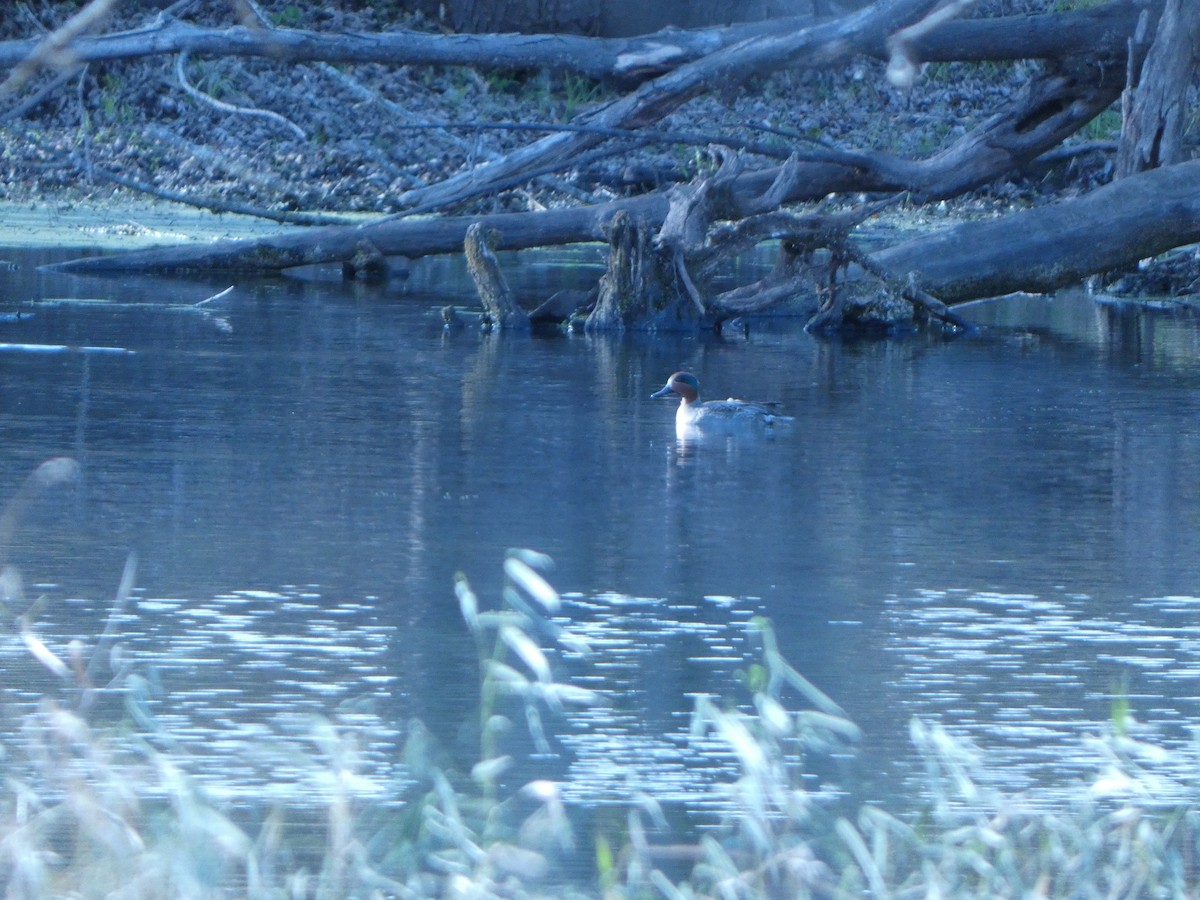 Чирянка мала - ML632550724