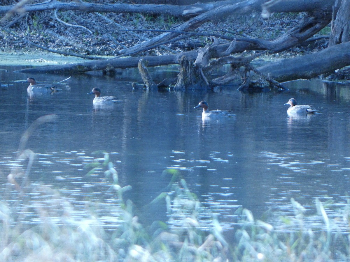 Чирянка мала - ML632550725