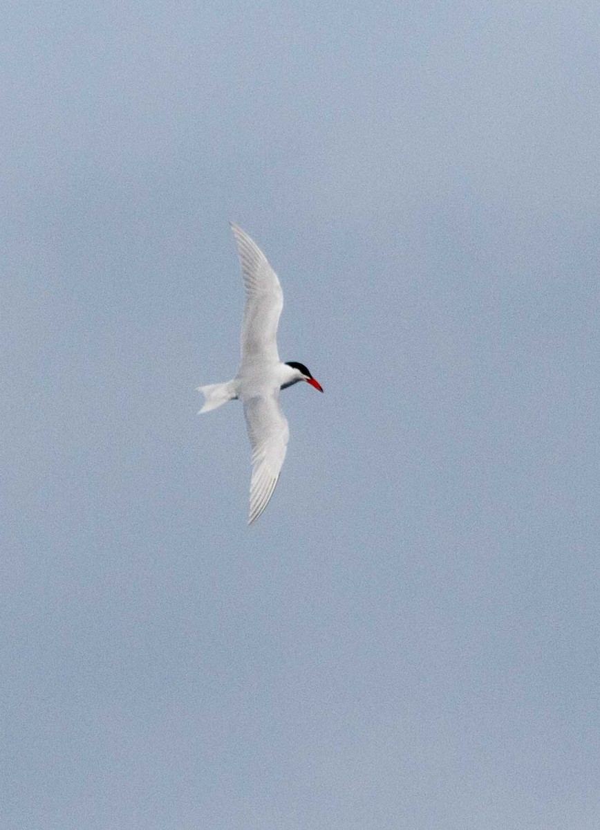 Caspian Tern - ML632550771