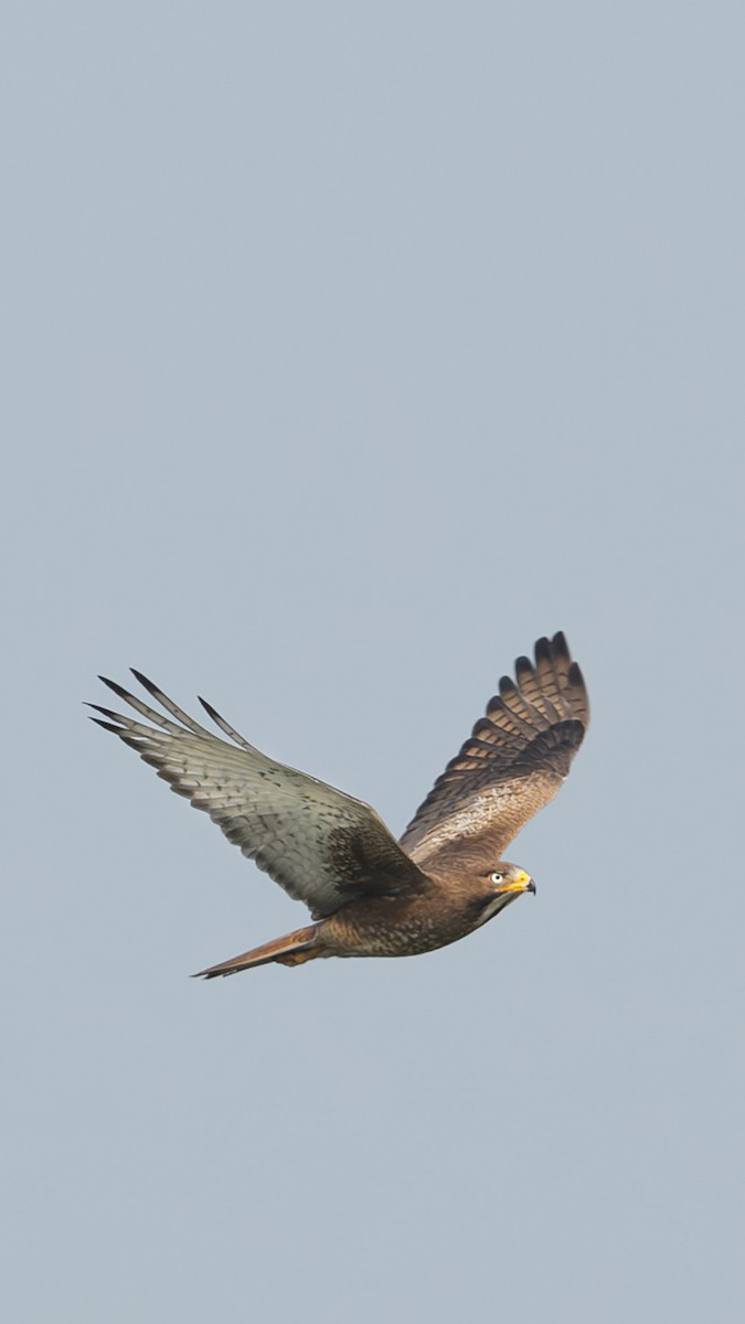 White-eyed Buzzard - ML632550781