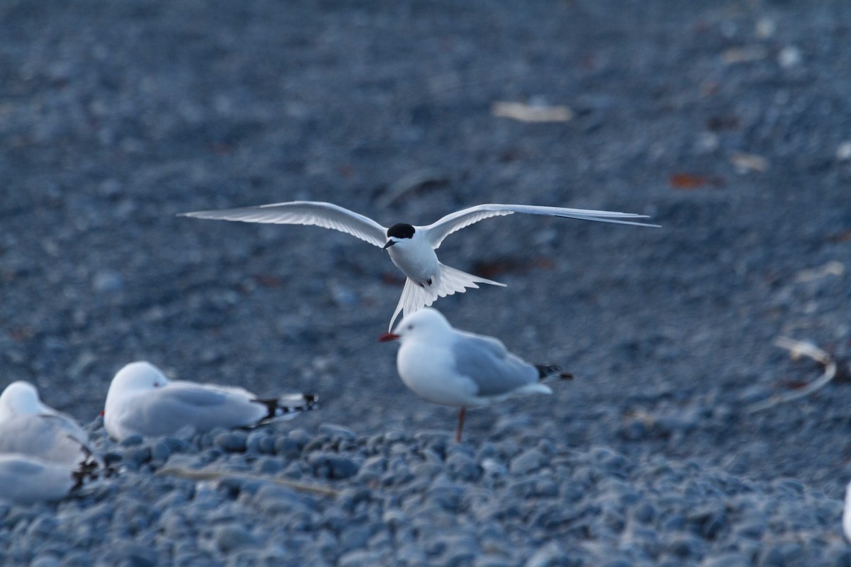 White-fronted Tern - ML632550790