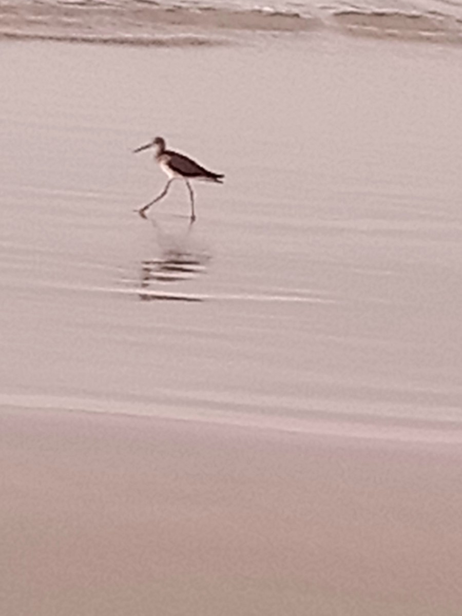 Greater Yellowlegs - ML632550791