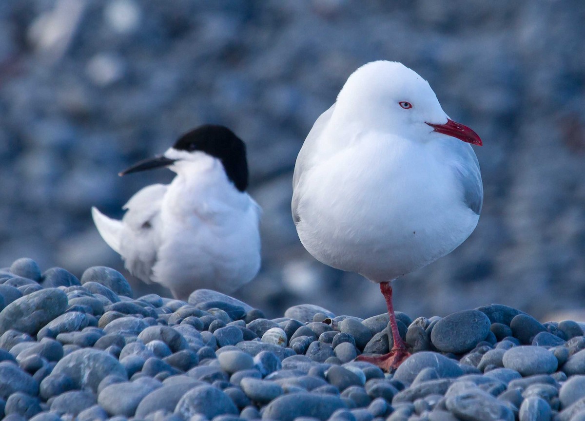 Silver Gull - ML632550810