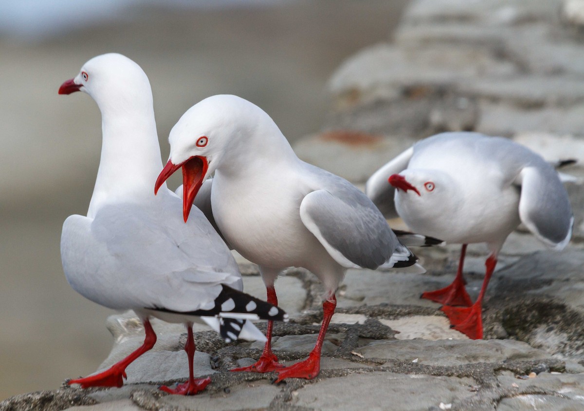 Silver Gull - ML632550811