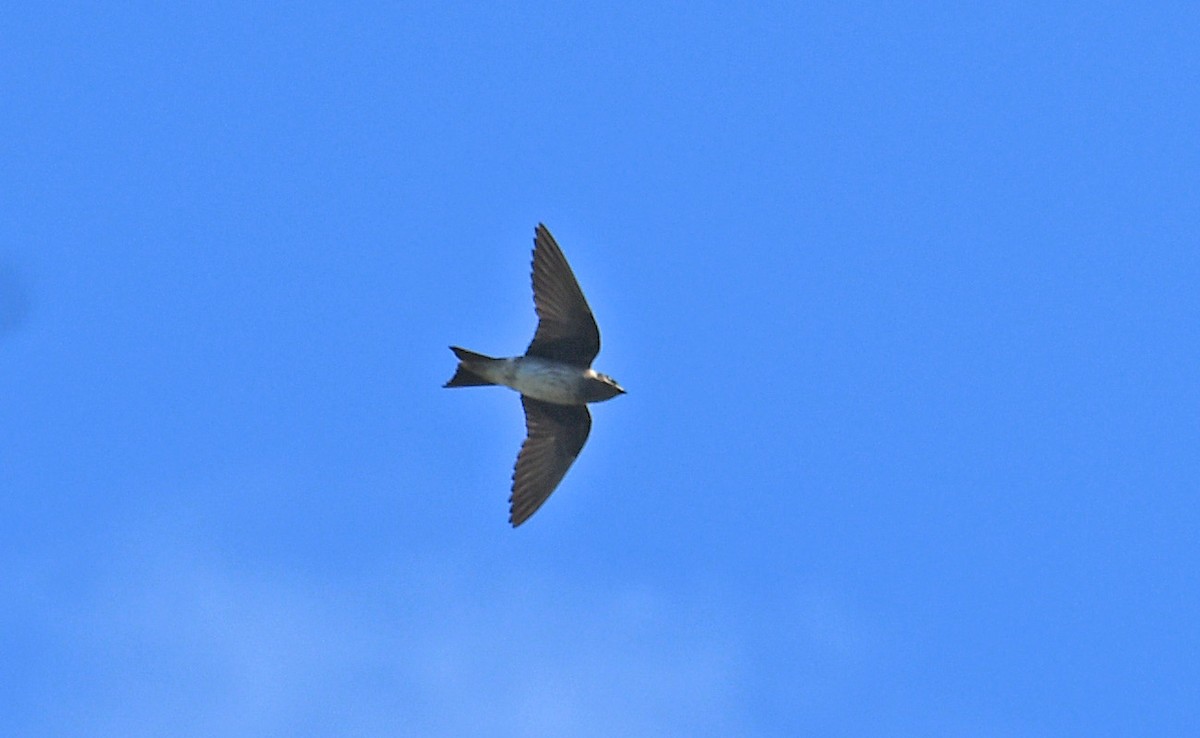 Northern Rough-winged Swallow - ML632550815