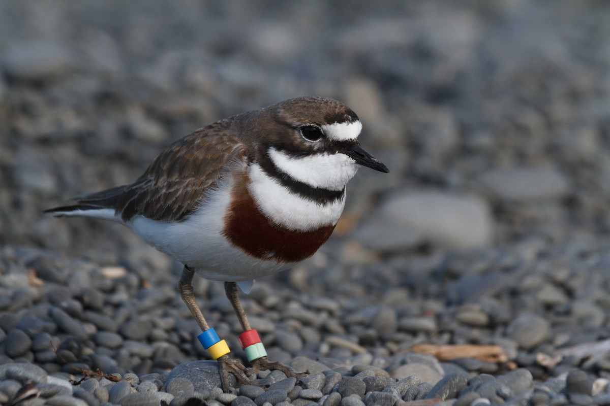 Double-banded Plover - ML632550837