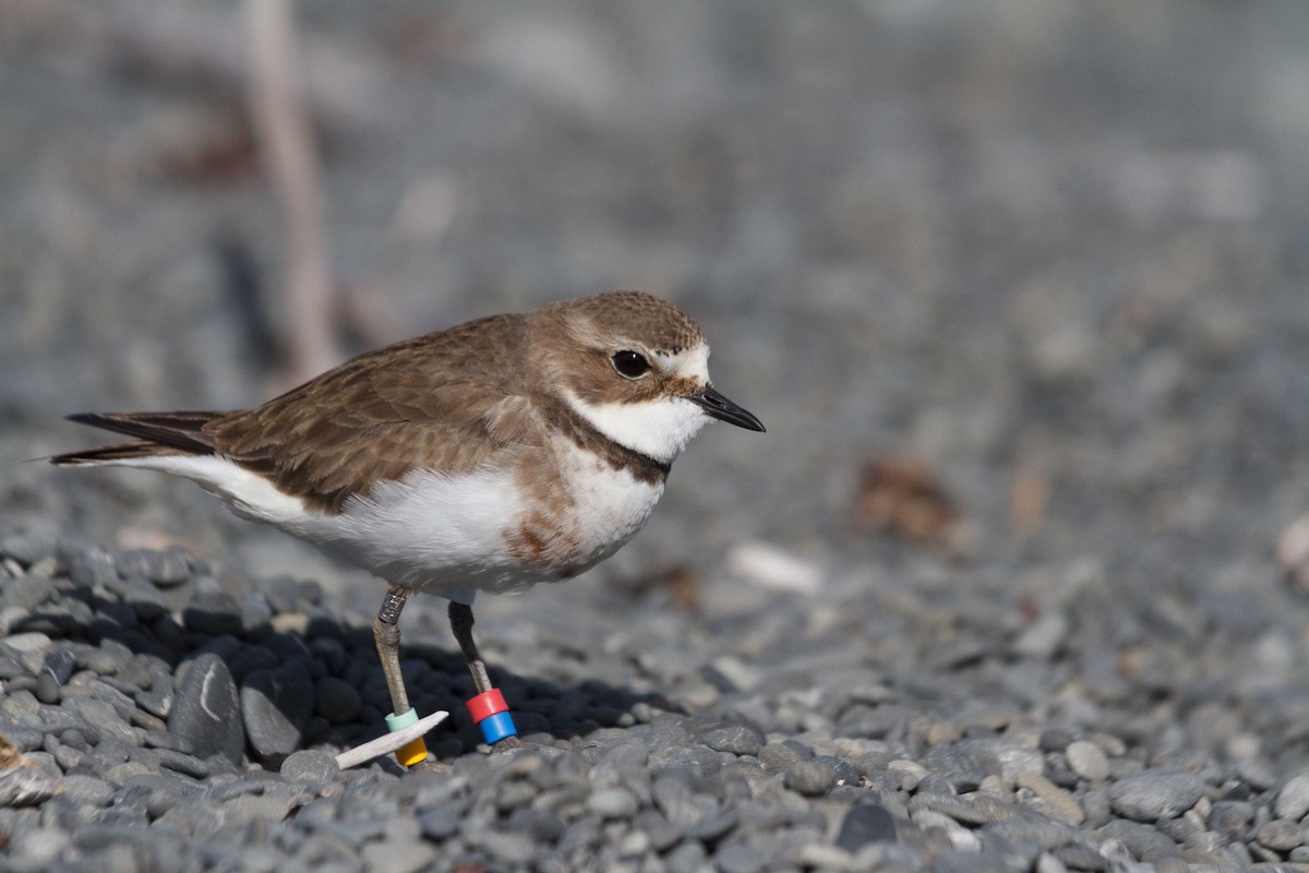 Double-banded Plover - ML632550838