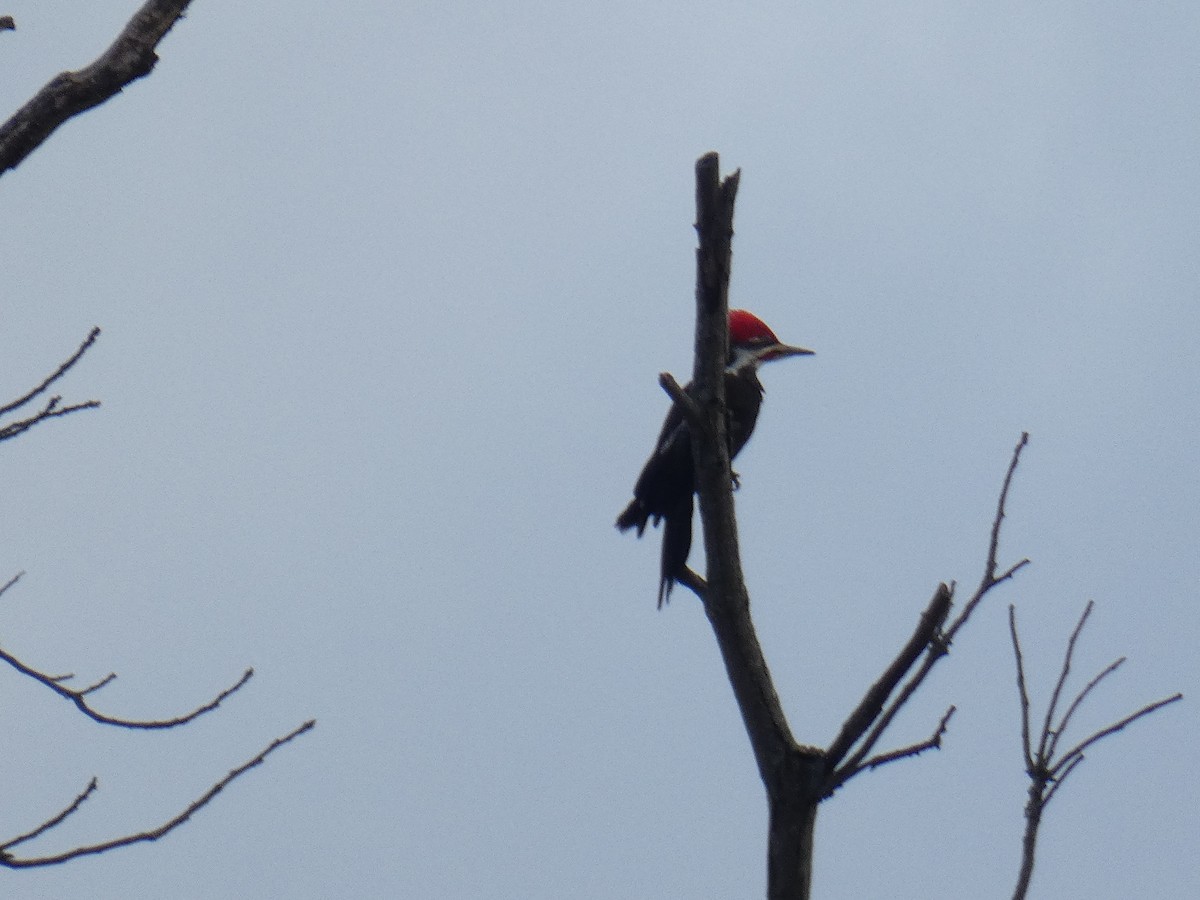 Pileated Woodpecker - ML632550841