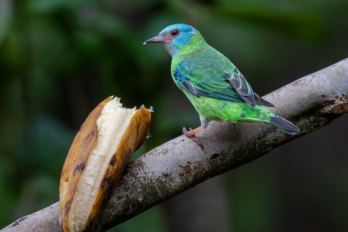 Blue Dacnis - ML632550869