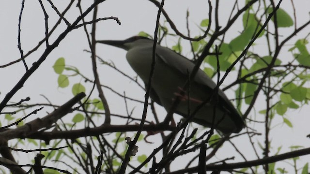 Black-crowned Night Heron - ML632550881